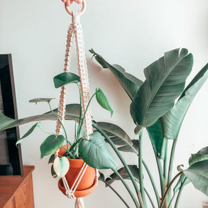 POLIA ~ moyenne suspension pour plante