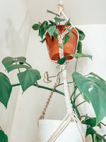 Load the image in the gallery,TRESSIA ~ double small plant hanger
