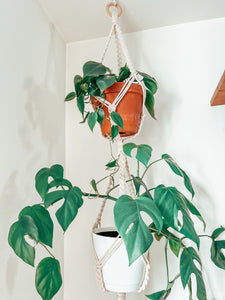 TRESSIA ~ double small plant hanger