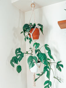 TRESSIA ~ double small plant hanger