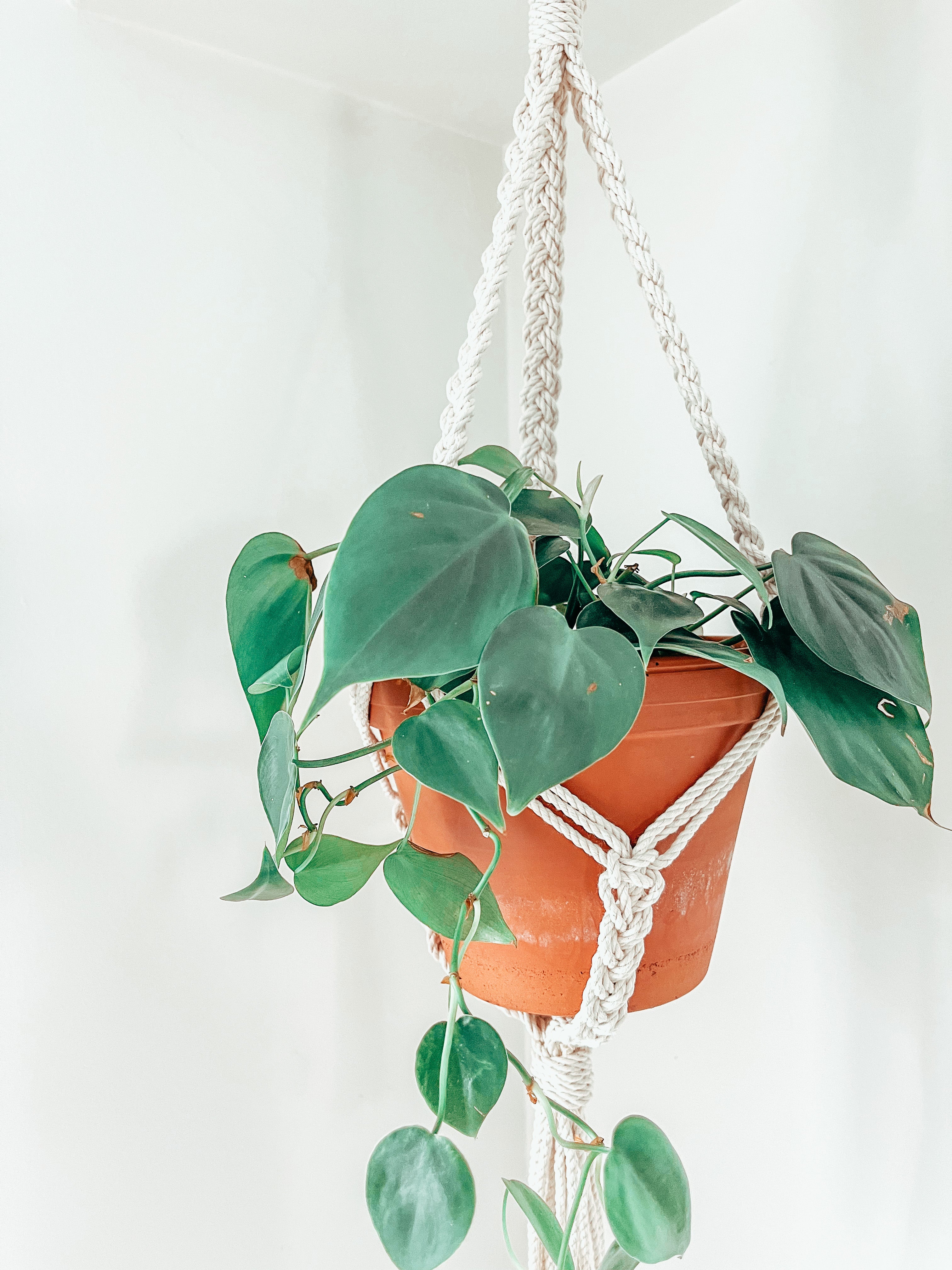 TRESSA ~ small plant hanger