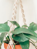 Load the image in the gallery,TOILA ~ large plant hanger
