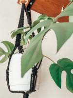 Load the image in the gallery,DALI ~ medium plant hanger
